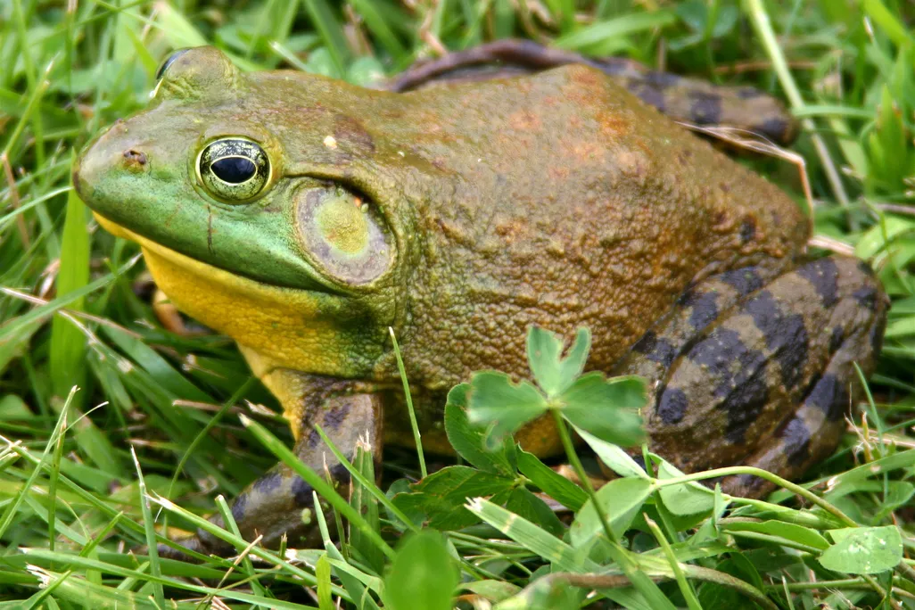 american bullfrog in grass