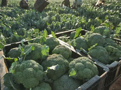 DCPA is used on crops such as broccoli, Brussels sprouts, cabbage and onions.