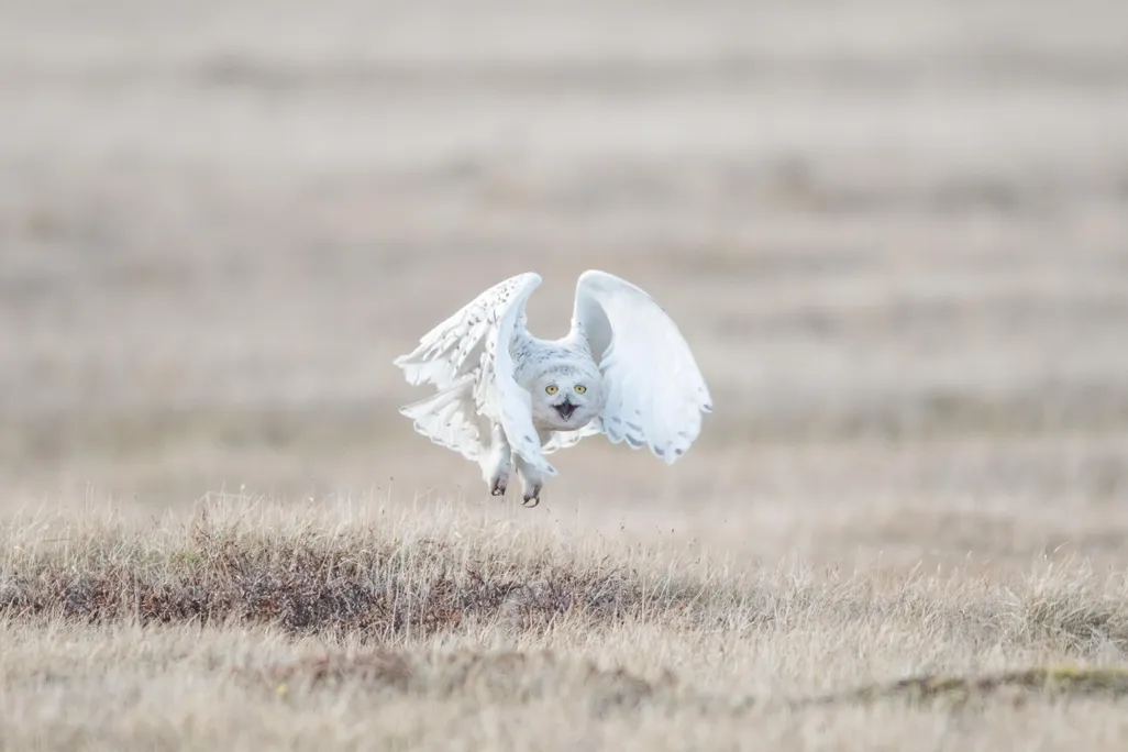 OCT018_I09_SnowyOwls-OPENER.jpg
