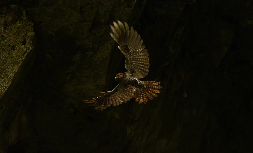 a brown bird flies with its wings out in the dark