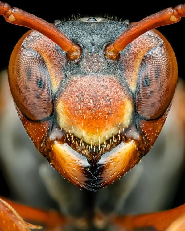 Portrait of a Paper Wasp thumbnail