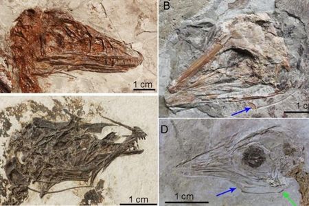 Researchers studied delicate hyoid bones, which support and ground the tongue, in fossils like these from Northeast China. 