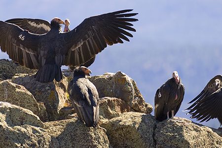 A group of critically endangered California condors near Zion National Park, Utah.