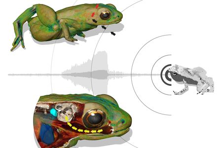 Most sound (99.9 percent) bounces off the frog, but the mouth captures and amplifies key vibrations needed for the frogs to pick up on one another’s croaks.=