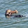 California's Surfboard-Stealing Sea Otter Has Given Birth to a Pup icon