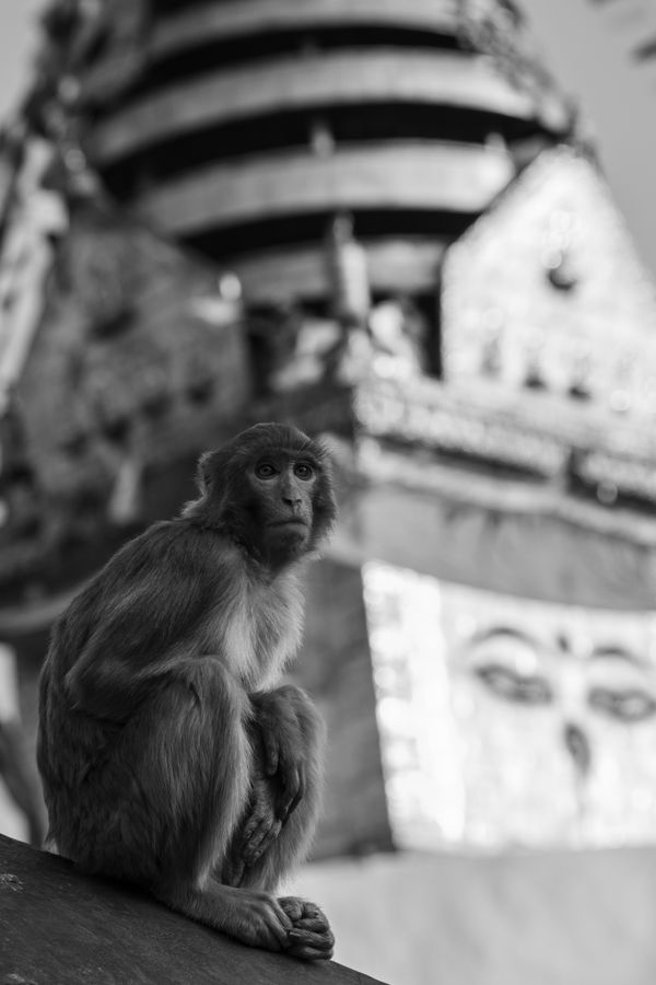 Silent Guardian of Swayambhunath thumbnail