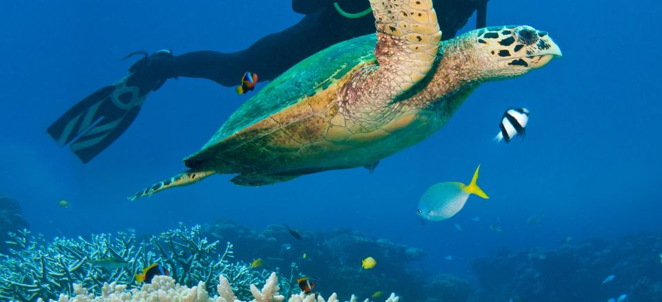  Swimming with tortoise, Great Barrier Reef 