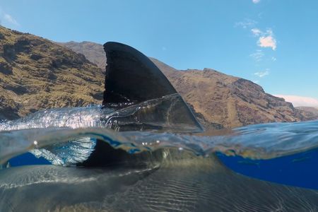 The fin of a great white shark being tagged by researchers off the coast of Southern California.