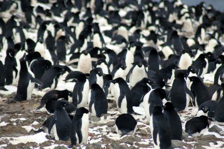 The researchers found that the Danger Islands have 751,527 pairs of Adélie penguins, more than the rest of the entire Antarctic Peninsula region combined.
