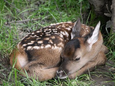 Thanks to Disney, this story is so ubiquitous that 'Bambi' is a common shorthand for 'baby deer.'
