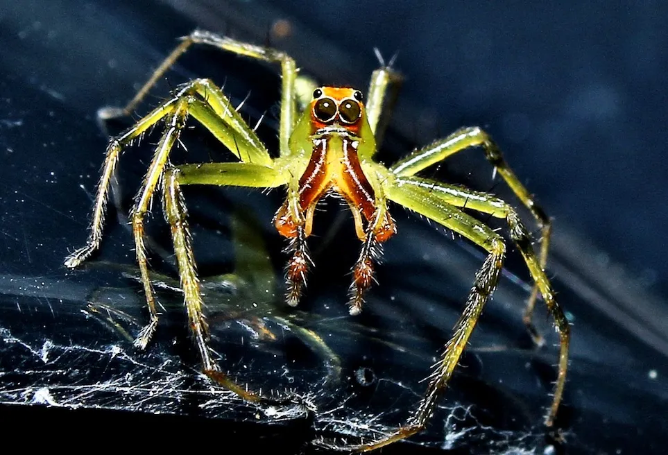 Паукообразные пауки. Разные пауки. Редкие пауки. Красивые пауки. Самые самые паукообразные