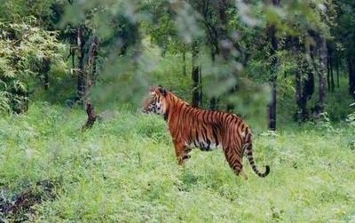 A tiger in the Bhadra Wildlife Sanctuary in India