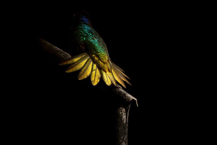 Sunlight Hitting Bird Feathers