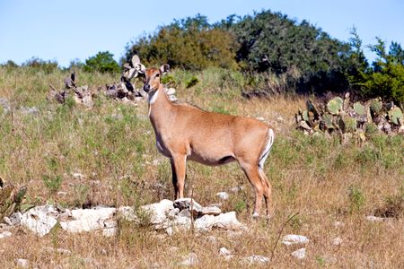 Nilgai antelope, like the cattle fever ticks they carry, are considered an invasive species in places like Texas.