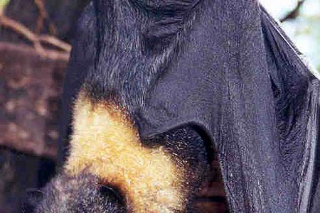 Mariana fruit bat Pteropus mariannus