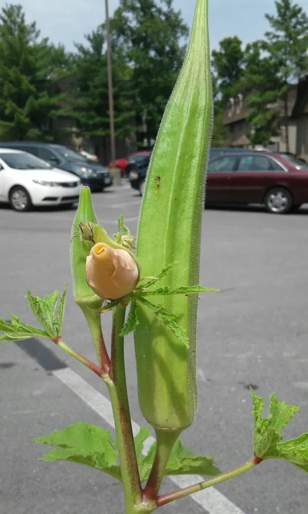 a yellow okra flower in a parking lot closed up completely