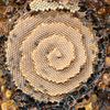 Scientists Crack the Mathematical Mystery of Stingless Bees' Spiral Honeycombs icon