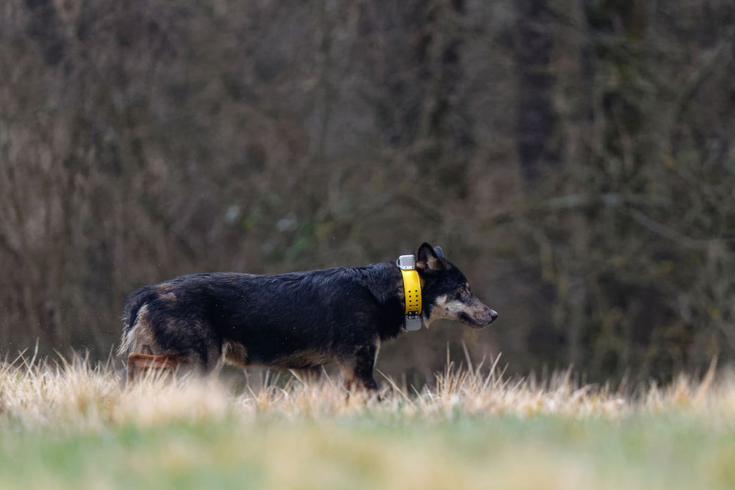 a dog with a yellow collar walks through grass