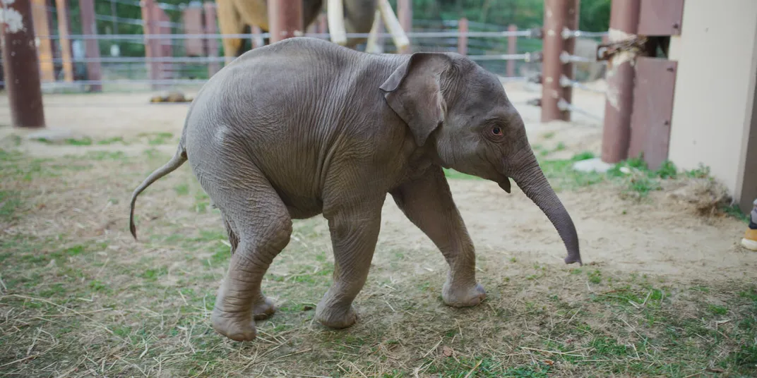 See the Most Adorable Photos of Baby Elephant Linh Mai, the National Zoo’s Newest Star