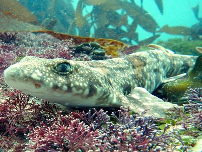 Laboratory experiments suggest the tooth-like scales of the puffadder shyshark can be degraded by acidifying oceans