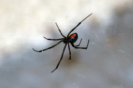 Black widows are the most venomous spider in North America, with venom about 15 times as potent as a rattlesnake's.