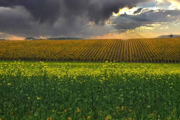 Colza & Vines, Chablis 2021 thumbnail