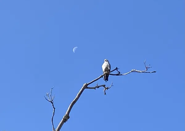 Moonstruck thumbnail