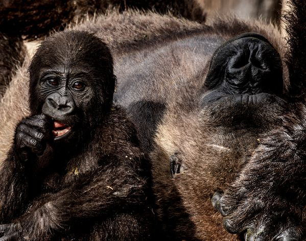 Mother Gorilla and her Baby thumbnail