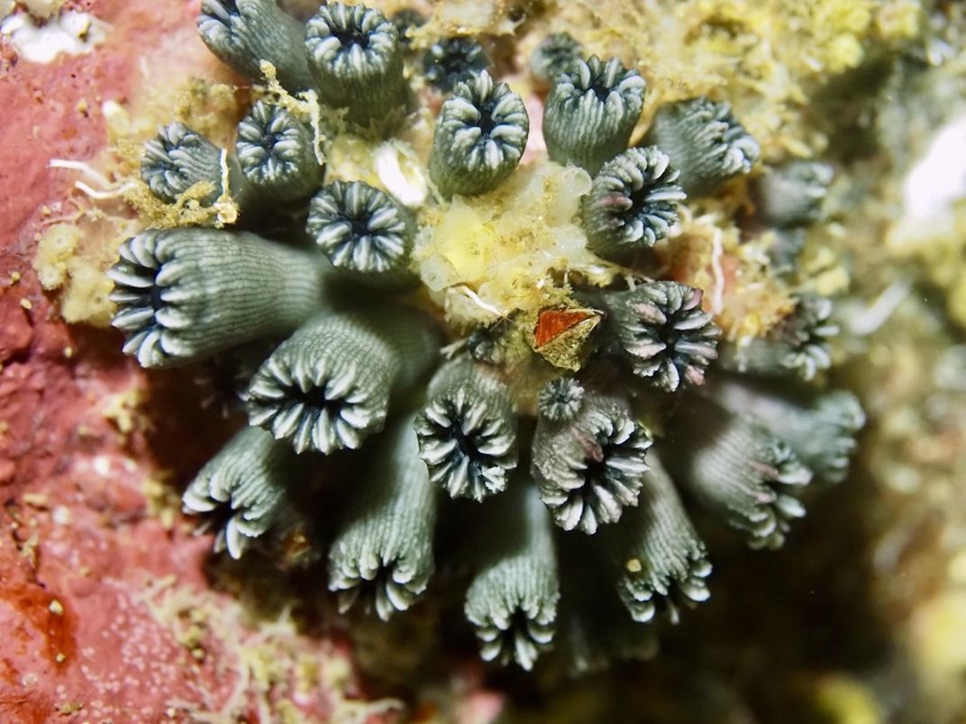 Blackish-gray corals