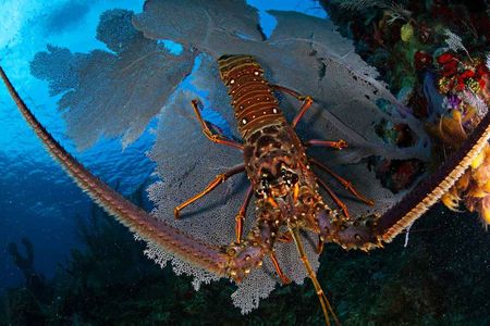 Caribbean spiny lobster on a sea fan off the coast of Honduras