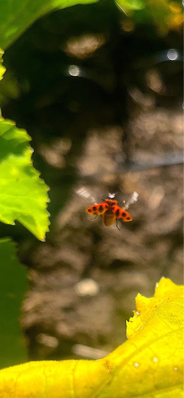 Ladybug in Flight thumbnail