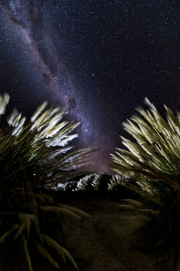 Pampas Grass under the Milky Way thumbnail