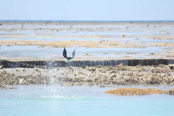 Heron Island Flying Eagle Ray thumbnail