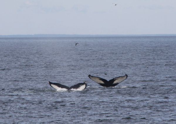 Humpback Whales' Tails thumbnail