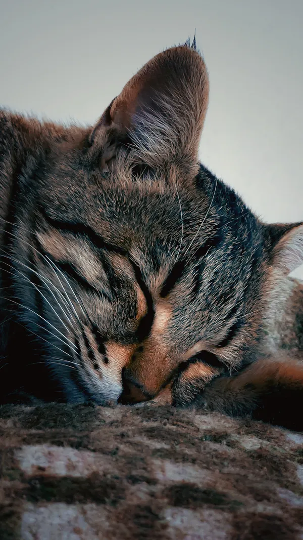 When I entered to my room I saw this tired cat was asleep, thumbnail