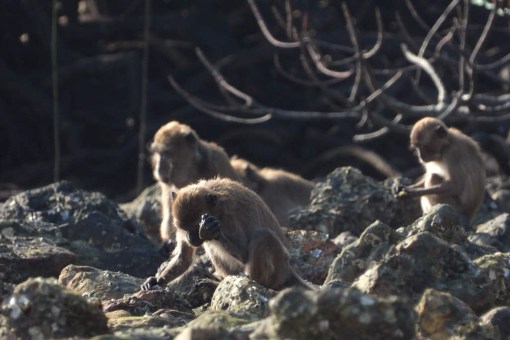 A long-tailed macaque bangs on a source of food with a rock