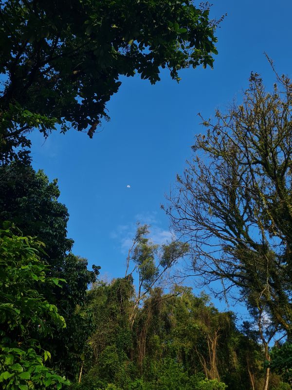 Tropical Rainforest trees under the blue sky. thumbnail