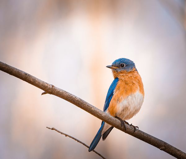 Eastern Bluebird Posing thumbnail