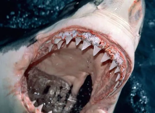 Shark Teeth Have Built-in Toothpaste, Smart News