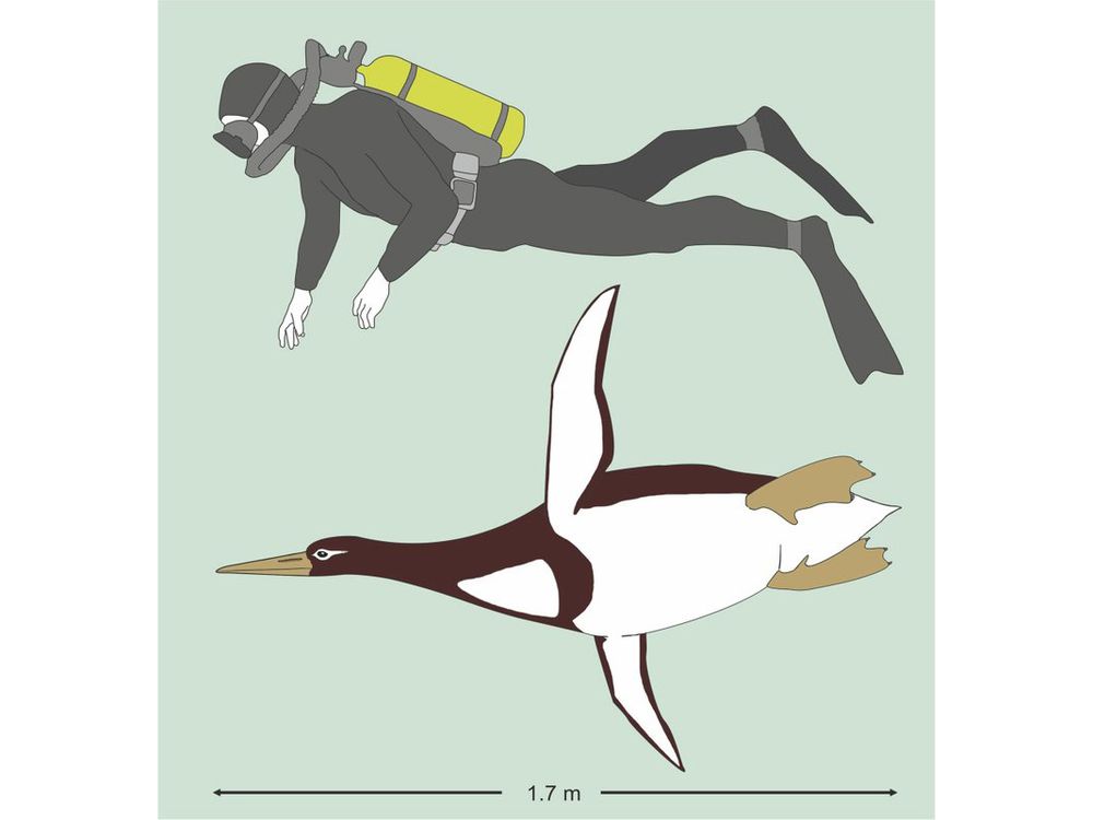 emperor penguin size