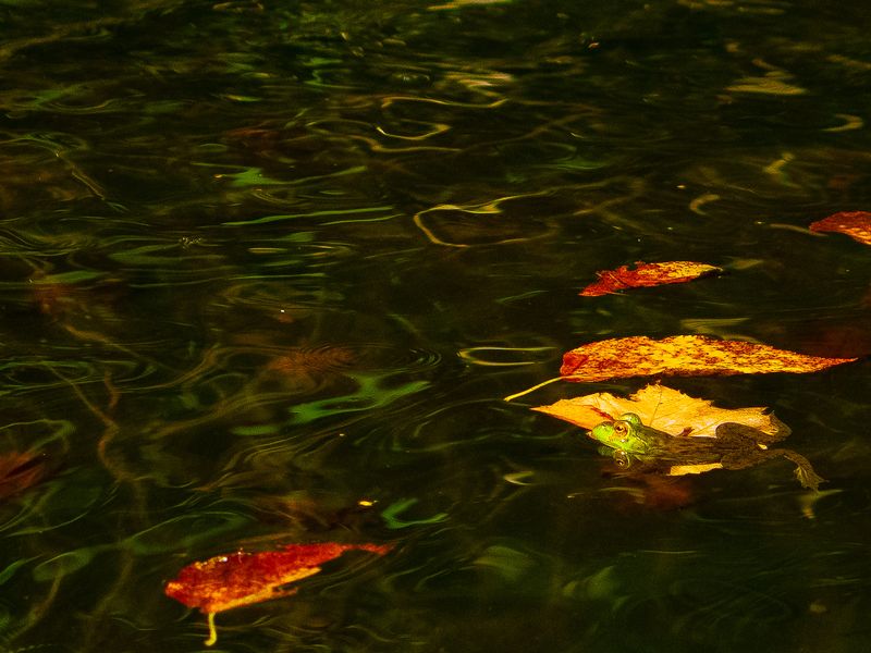 Frog in backyard pond | Smithsonian Photo Contest | Smithsonian Magazine