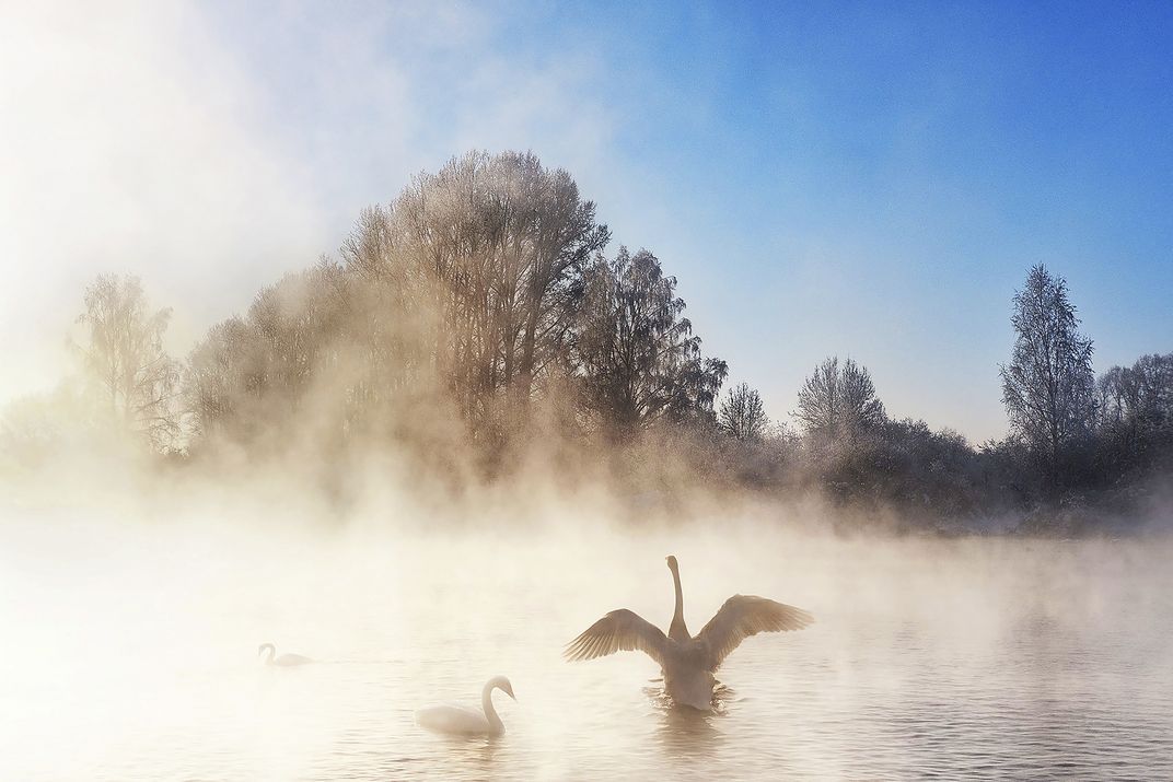 Словно лебедь из тумана. Зимний пейзаж с лебедями. Птицы в тумане. Словно лебедь из тумана. Лебеди в тумане.
