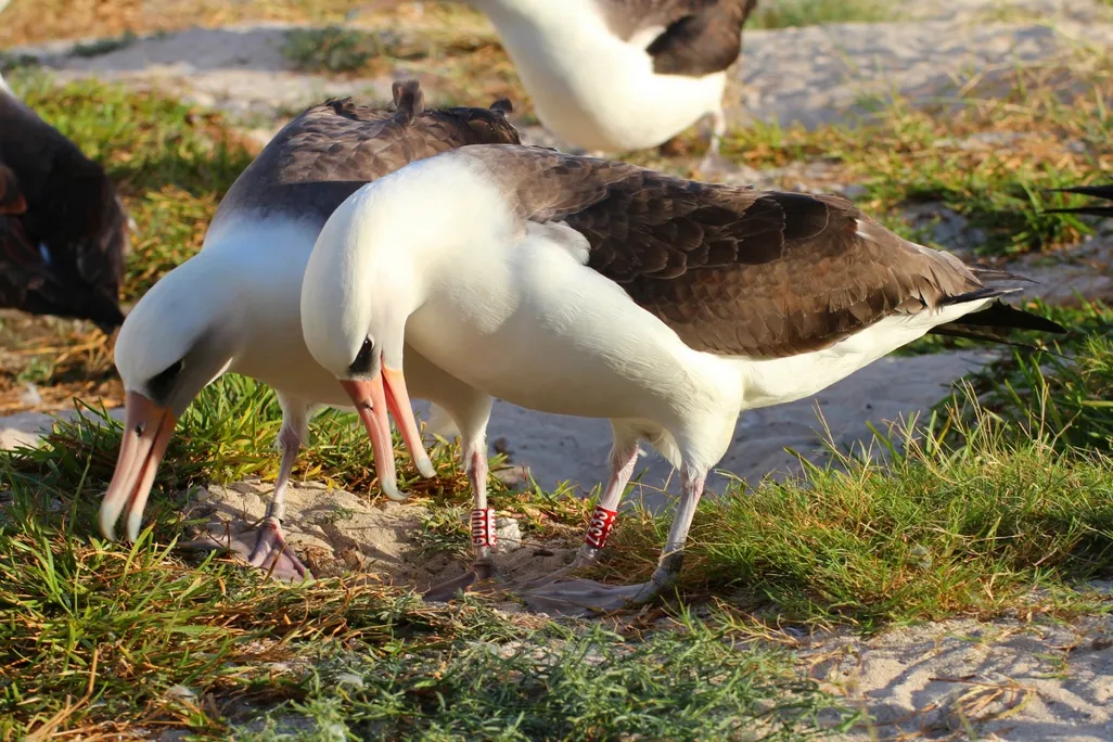 Wisdom the albatross