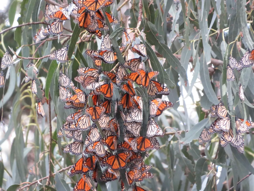 Monarch butterflies cluster together on a plant.
