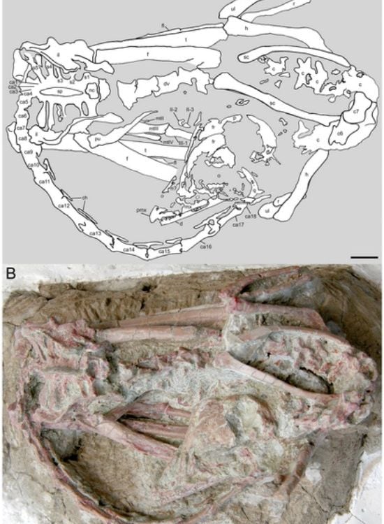 A second specimen of the troodontid Mei, preserved in a bird-like sleeping position.