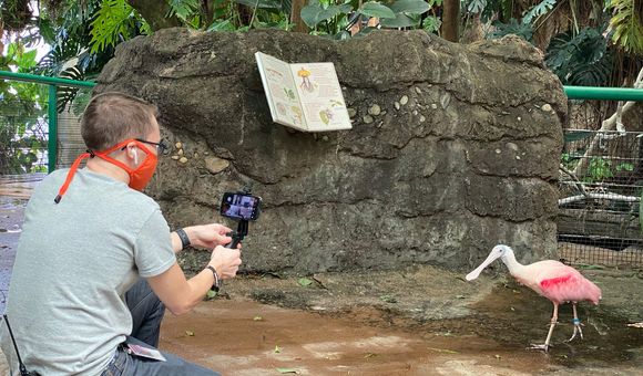 The National Zoo education team created an interactive, virtual field trip experience for 600 D.C. Public Schools kindergarteners to learn more about rainforest habitats, connecting to a children’s book they had read together. Here, the facilitator introduces students to a rainforest resident, the roseate spoonbill. (Smithsonian’s National Zoo)
