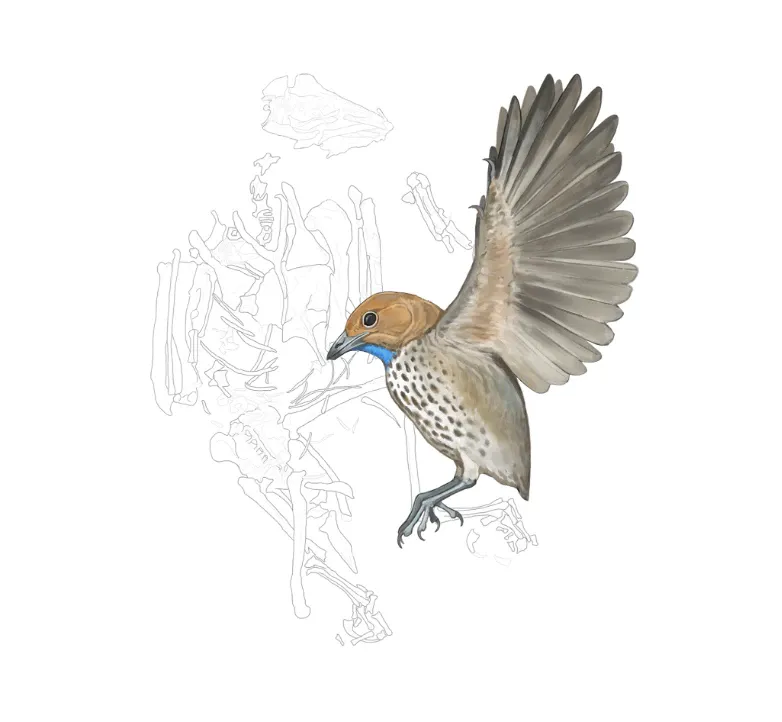 an illustration of a small bird in profile with its wings up, a spotted chest and blue chin, in front of a drawing of bird bones