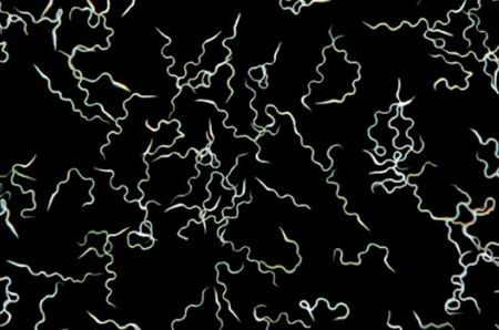Sperm from the Aedes aegypti mosquito, magnified 50 times. 
