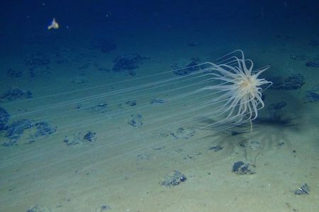 A brittle star swimming over a field of polymetallic nodules