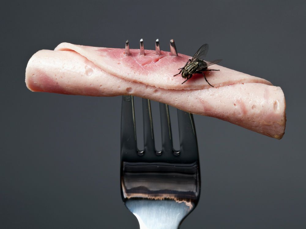 fly on meat